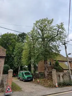 Tree Pruned